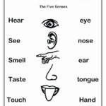 Five Senses Worksheets For Kindergarten 5 Senses Worksheets Five Senses
