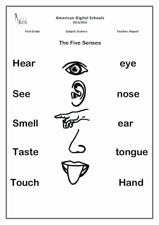 Five Senses Worksheets For Kindergarten 5 Senses Worksheets Five Senses 